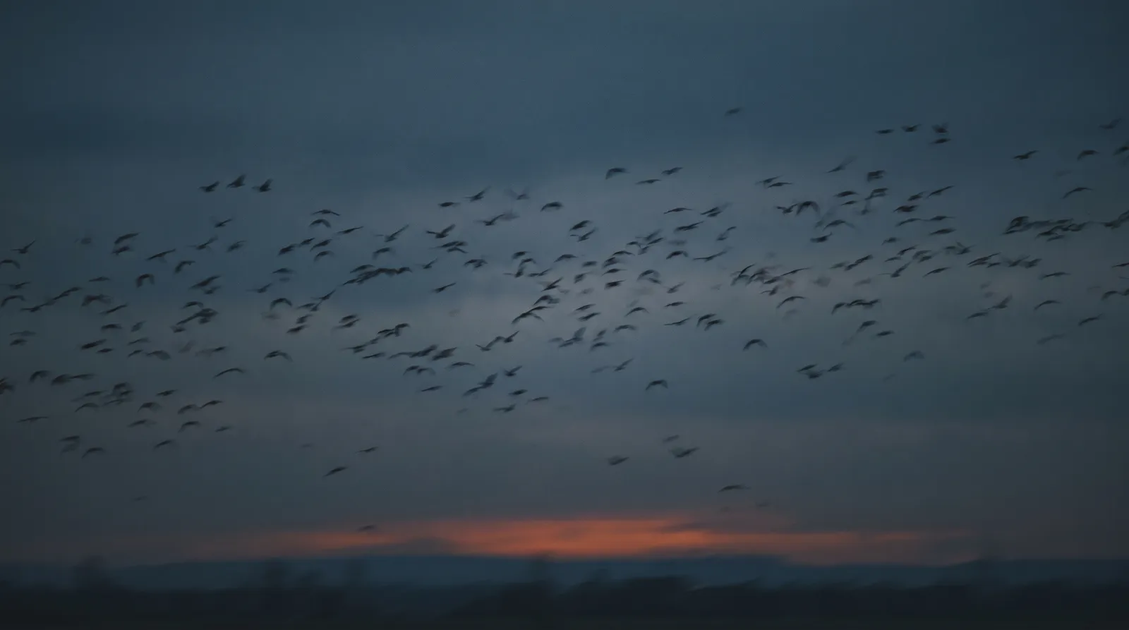 A loose flock of migrating birds spread across a deep blue dusk sky, dozens of dark silhouettes at varying distances moving together