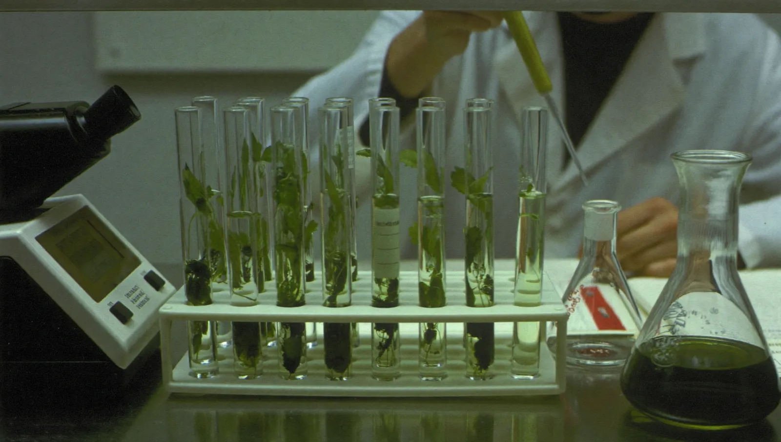 An early-1980s laboratory bench with racks of test tubes holding green plant extracts and a researcher in a white coat pipetting a sample