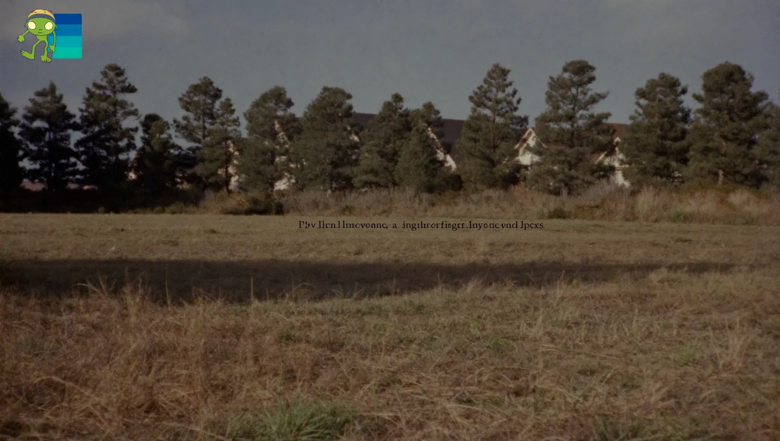 An open paddock of long dry grass on the edge of a 1960s suburb with a row of pine trees along the far boundary